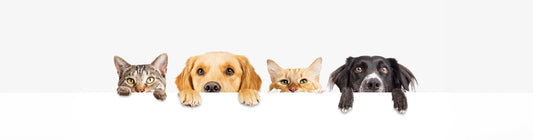 How Better Nail Care Improves Your Dog's Overall Mobility and Joint Health